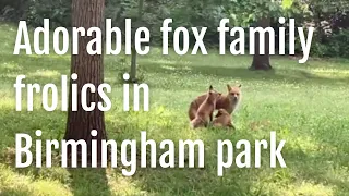 Watch Two Fox Kits Frolic and Nurse in Birmingham City Park