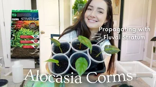 Propagating plants using Fluval Stratum | Transferring Alocasia corms | Repotting Black Velvet