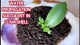 #137 WATER PROPAGATION SUCCULENTS | Nhân giống sen đá KIM CƯƠNG bằng lá từ nước | Cuộc sống Mỹ