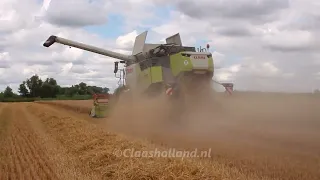 CLAAS TRION 520 in de Nederlandse tarwe oogt.