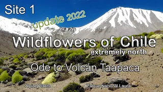 #1   Update 2022.  Volcán Taapaca, Chile, Alpine Plants, Botanizing, wildflowers, flora of Chile