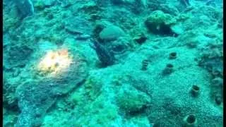 Tropical Sea Divers 3reef Catuan Aquascooter