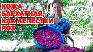 ОМОЛОЖЕНИЕ КОЖИ АРОМА ЧАЙ ИЗ ДИКОЙ РОЗЫ ЗАГОТОВКА ЛЕПЕСТКОВ ШИПОВНИКА