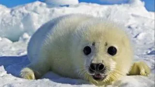 The Seal Lullaby - Eric Whitacre & The Eric Whitacre Singers