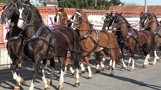 Carriage with 18 horses -  Horse fair San Savino Ivrea 2016