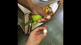 Egg bound parrot goes to the vet