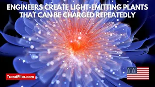 Engineers create light emitting plants that can be charged repeatedly