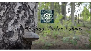 Amadou Tinder Fungus