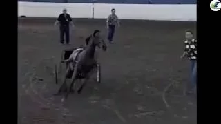 Horse and Buggy Show Turns Into Chaos