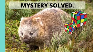 Wombats and their Cube Poop: How Scientists Solved the Mystery