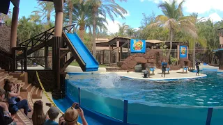 Sea Lion Experience - Oasis Park Fuerteventura