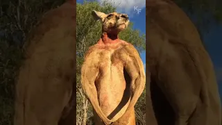 Бойцовские навыки кенгуру. Впечатляющее проявление силы и ловкости.