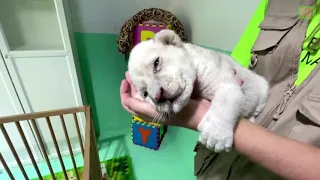 Two Rare White Lion Cubs Born in Spanish Animal Reserve