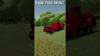 Biggest Potato Harvest!