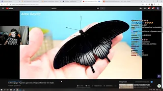 Братишкин смотрит Бабочкариум! Родились две новые Черные бабочки! alex boyko