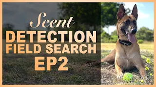 How to Teach Your Dog Scent Detection. Ep 2 Field Search.