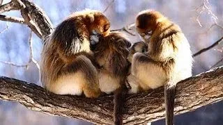 Golden snub-nosed monkeys eat, play, love