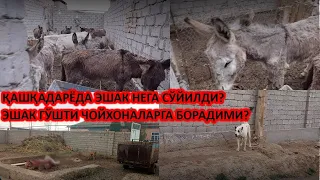 ДАҲШАТ! БУ НИМАСИ ЭНДИ?!