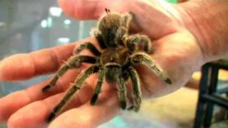 Inside Headquarters in HD (Tarantulas, pithons, Lizards)