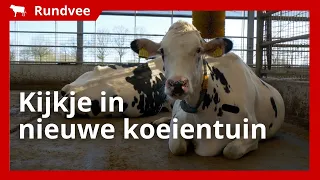 Nieuwe koeientuin gebouwd om koecomfort te vergroten