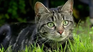 Why Do Cats Hunt? | Cats Uncovered | BBC Earth