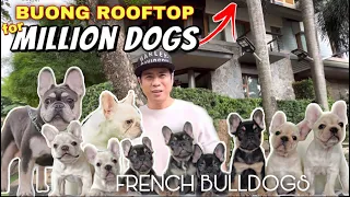 1ST CLASS ROOFTOP FOR FRENCH BULLDOGS • Frenchie Puppies with DNA • Sam Walastik