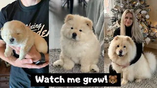 MIMI THE CHOW - 3 WEEKS TO 8 MONTHS OLD!