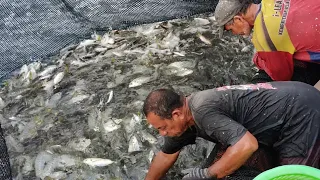 rezeki ikan selar nelayan pukat jerut TRF678 Telaga Papan