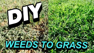 HOW TO TURN WEEDS INTO GRASS