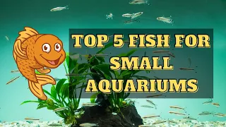 5 Isdang Pang-5 to 10 Gallons Freshwater Aquarium - Madaling Alagaan | New Giveaway & Siphon Winner