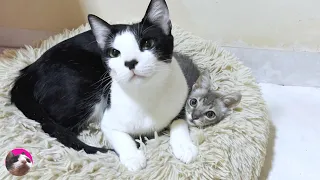 A cute rescued kitten loves the big cat Mu and cuddles with him like he would with a mother cat