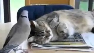 Горлица будит кота