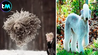 Las 10 RAZAS De PERROS Más Raras Del Mundo🐕😲