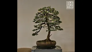 Styling A Chinese Juniper Bonsai