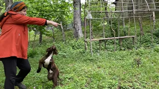 Hunting dog training