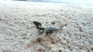 Nach dem Sturm: Hund nimmt Schaumbad