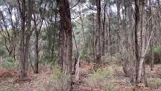 Forest in OZ