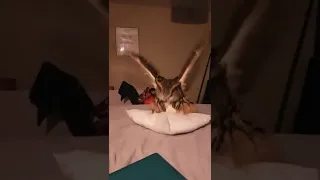 Very horny male Eagle Owl gets confused...pillow violated by mistake lol