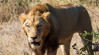 Male Lion and Lioness in the Kruger National Park South Africa