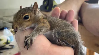 Squirrel Attacked By Dog