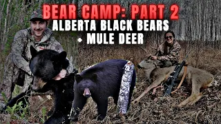 Bear Camp! BIG BEAR DOWN! | Alberta Black Bears + Mule Deer