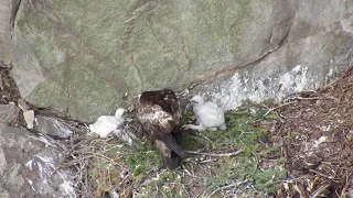 Baby Birds- Boulder Canyon