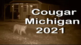 Cougar Michigan | Cougar Michigan 2021 | Cougar Dickinson County 2021 | Michigan DNR