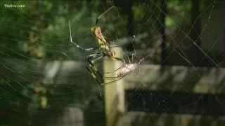 Why are there so many Joro spiders in northeast Georgia?