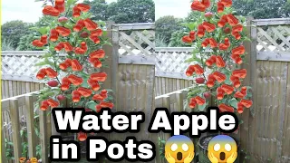 Water Apple plant in terrace garden | Water Apple growing conditions | Shivam fruit forest |