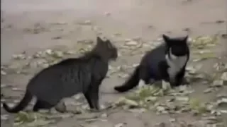 Приколы с котами. Коты чудят! (Funny cats)