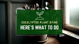 Eucalyptus Plant Dying? Here's What To Do...