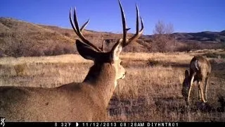 Rutting Mule Deer on Browning Trail Cameras