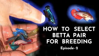 Betta breeding Selecting a Good pair for Breeding Tamil