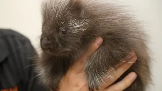 Meet Lander the cutest baby porcupine